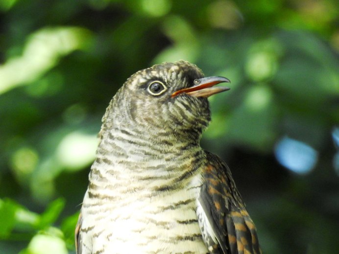 Малая Кукушка