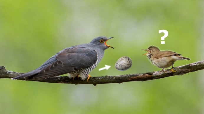 Яйца кукушки в гнезде трясогузки