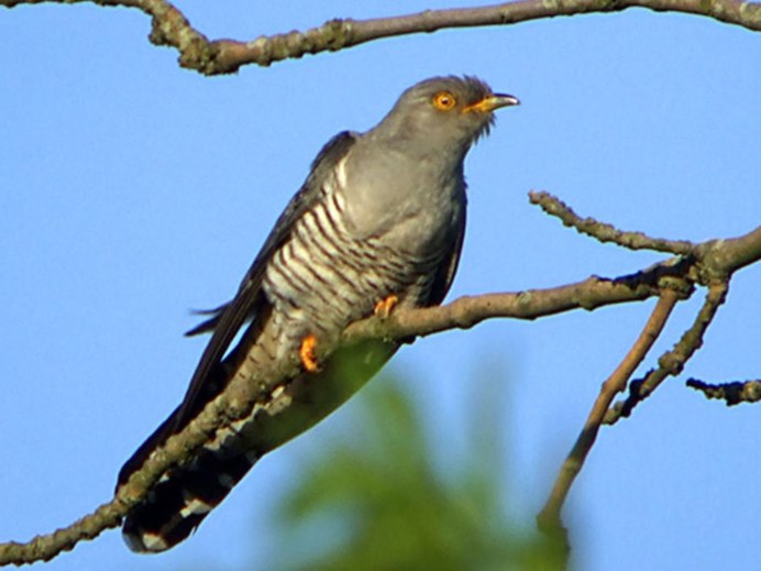 Болотная Камышовка птенец