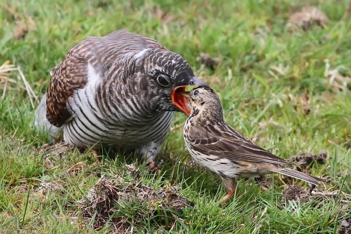 Кукушонок птенец кукушки