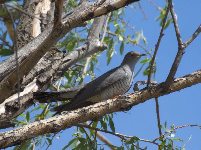 Дрозд Бикнелла