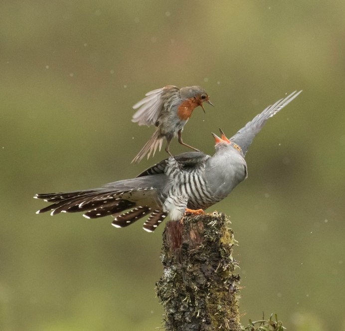 Кукушка и щегол