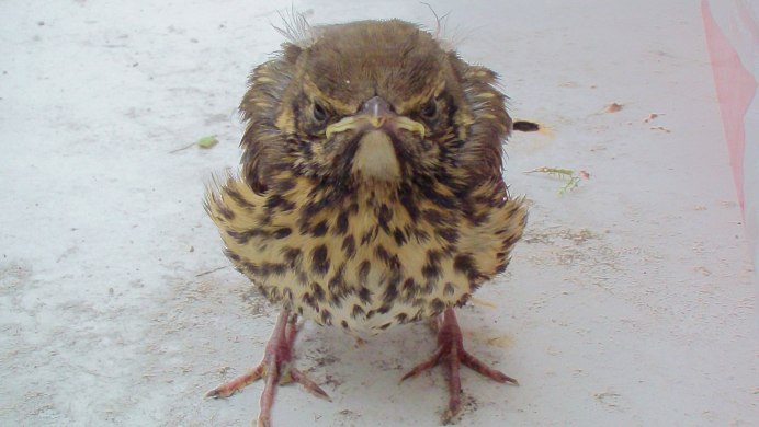 Птенец кукушки