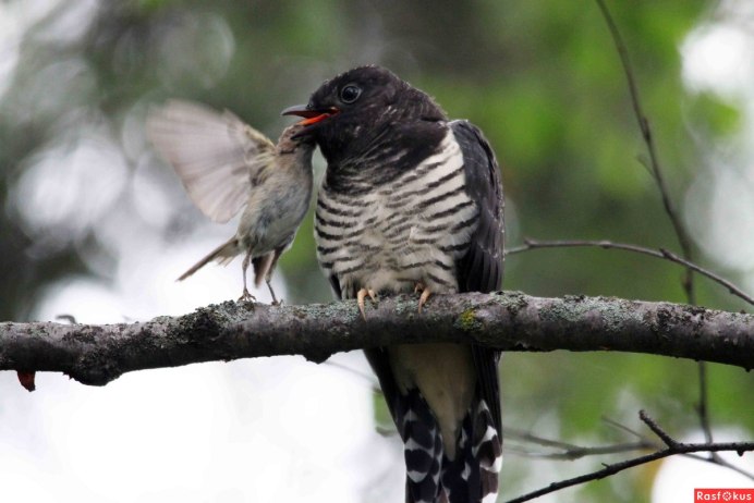 Птица похожая на кукушку