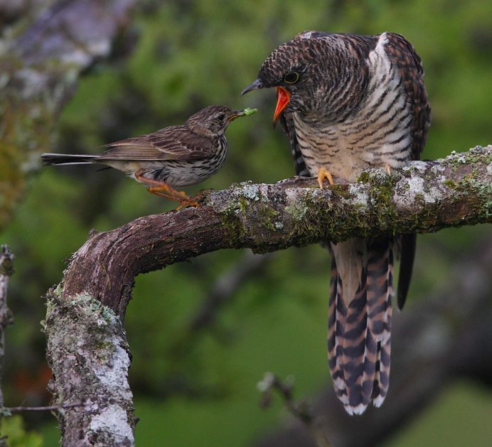 Птенец кукушки слеток