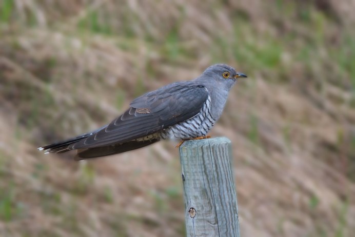 Слеток кукушки