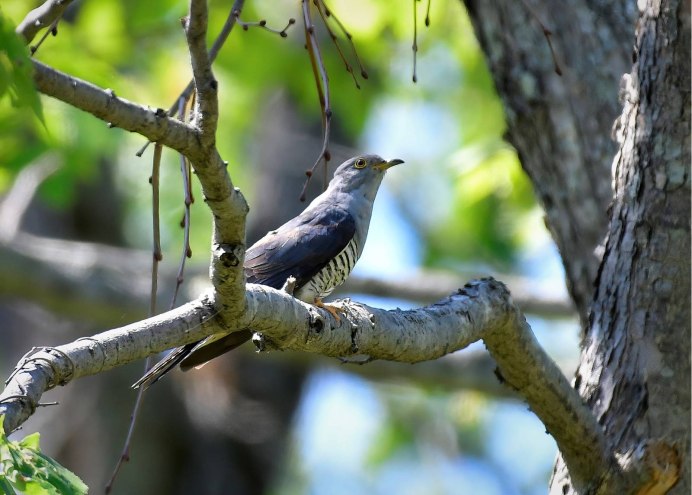 Обыкновенная Кукушка – Cuculus canorus