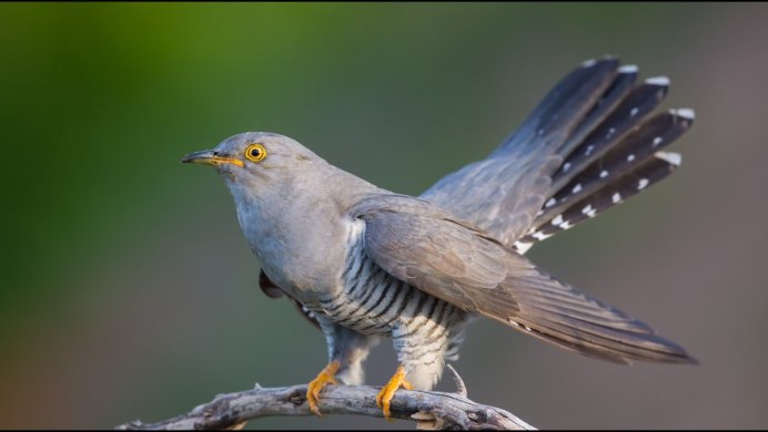 Фазанья Кукушка