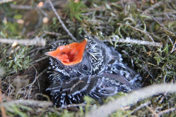 Кукушонок птенец