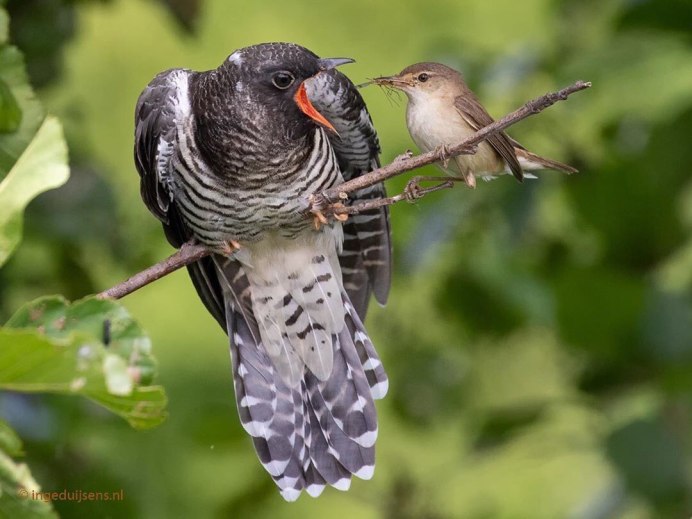 Глухая Кукушка