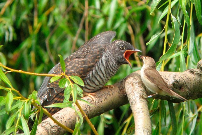 Птенец кукушки слеток