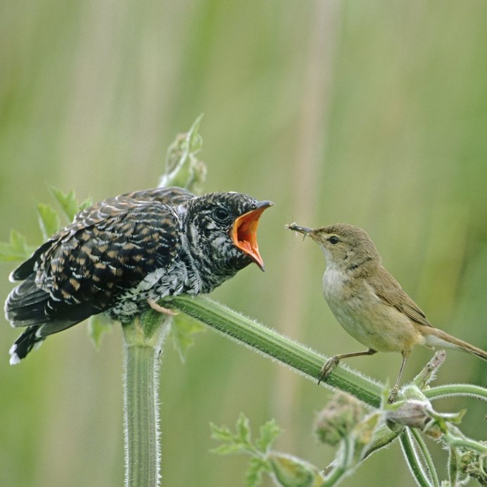 Кукушонок птенец кукушки