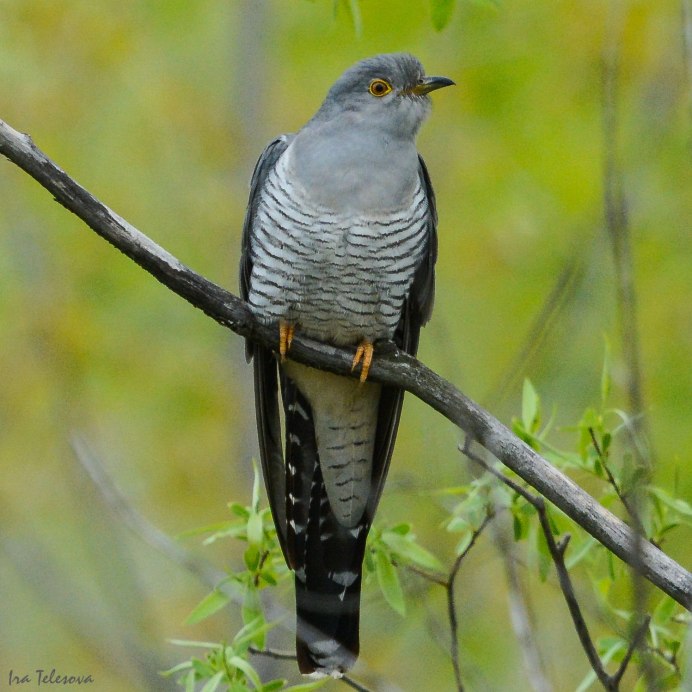 Ширококрылая Кукушка