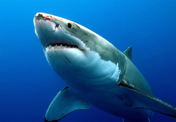 Great White Shark , Carcharodon carcharias,