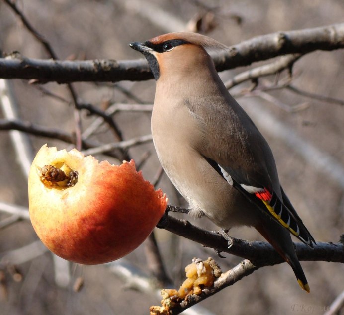 Свиристель обыкновенный (Bombycilla garrulus)
