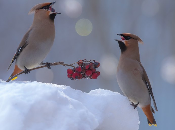 Свиристель обыкновенный (Bombycilla garrulus)