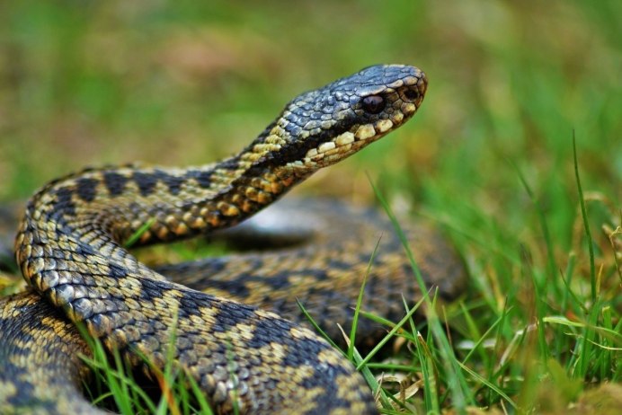 Гадюка Сахалинская ( Vipera sachalinensis )
