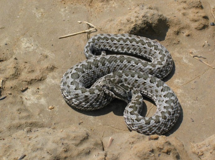 Обыкновенная гадюка (Vipera berus)