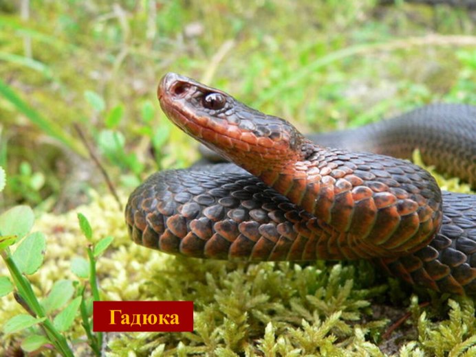 Гадюка Болотная гадюка