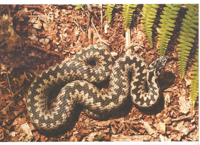 Обыкновенная гадюка - Vipera berus (Linnaeus, 1758)