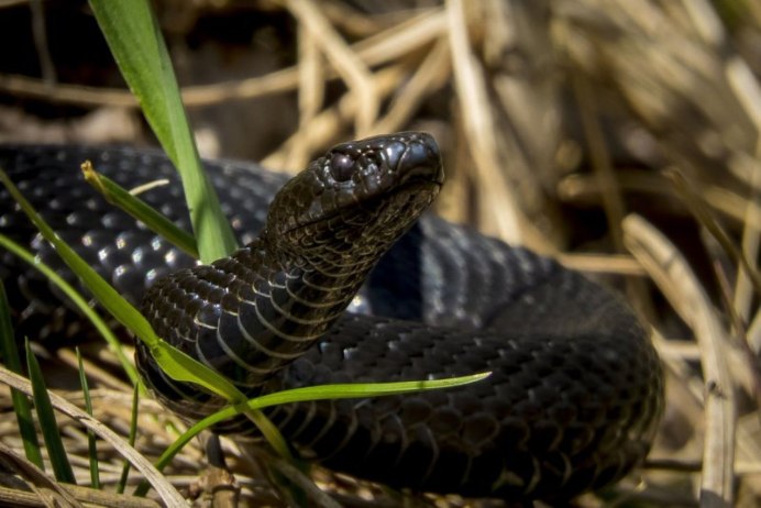 Обыкновенная гадюка (Vipera berus)