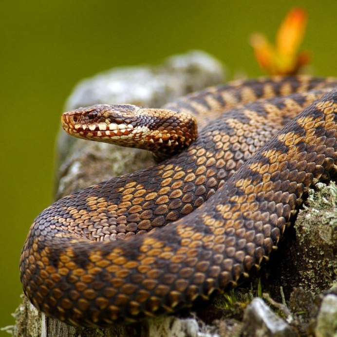 Гадюка Сахалинская ( Vipera sachalinensis )