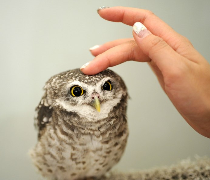 Воробьиный сычик (Glaucidium passerinum)