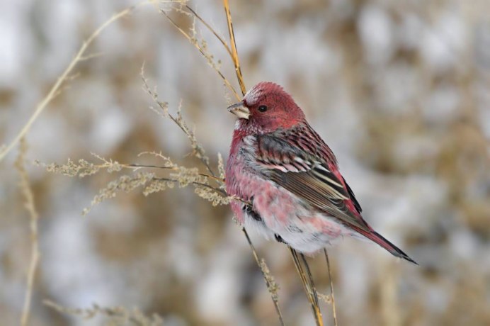 Пурпурный Зяблик