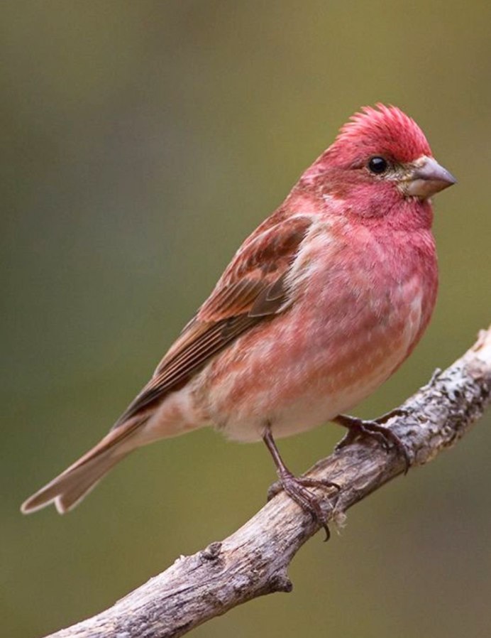 Rosefinch птица