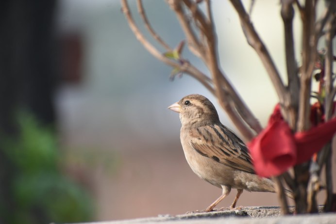 Розовая птица