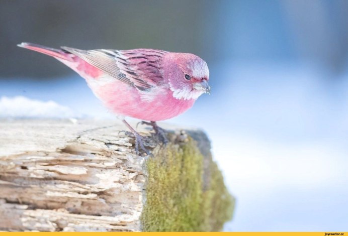 Зелёный Воробей птица