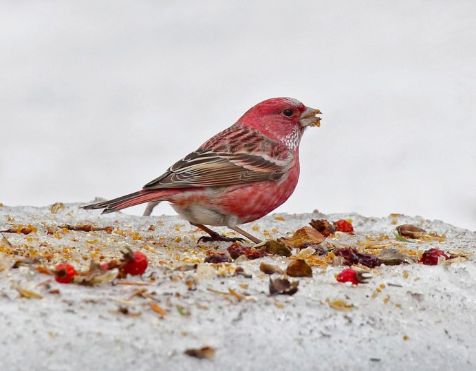 Carpodacus rubicilla