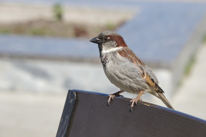 Весенний Воробей