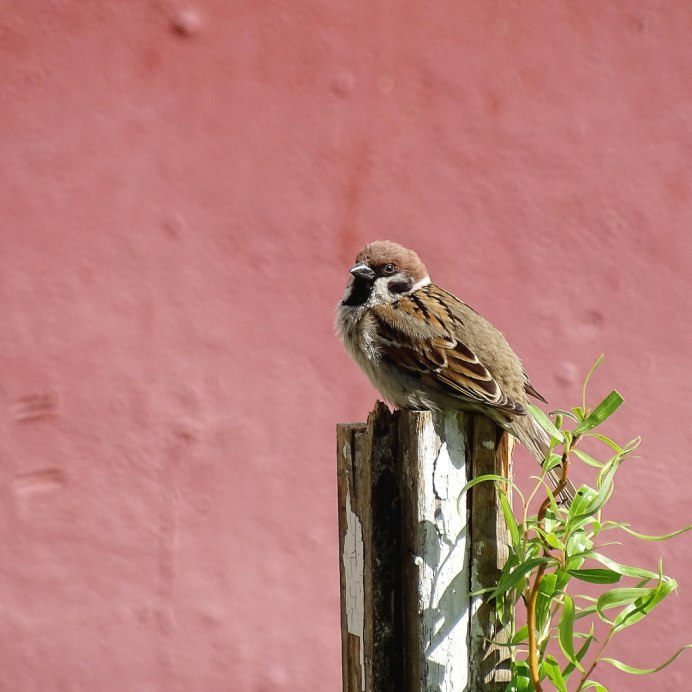 Розовый Зяблик