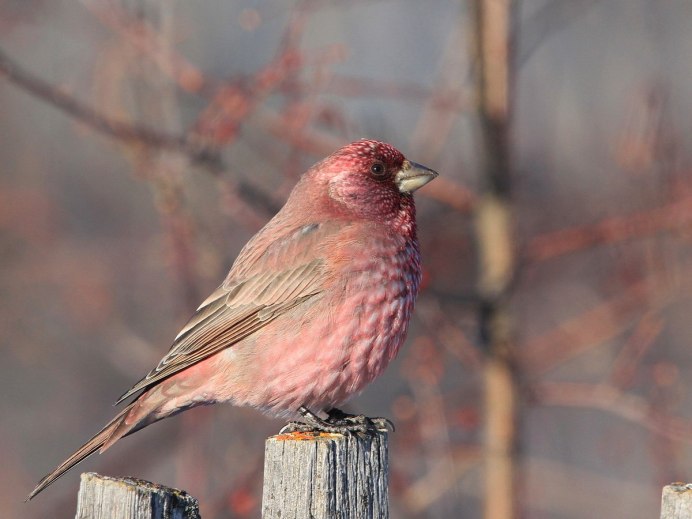 Маленькая птичка с красной грудкой