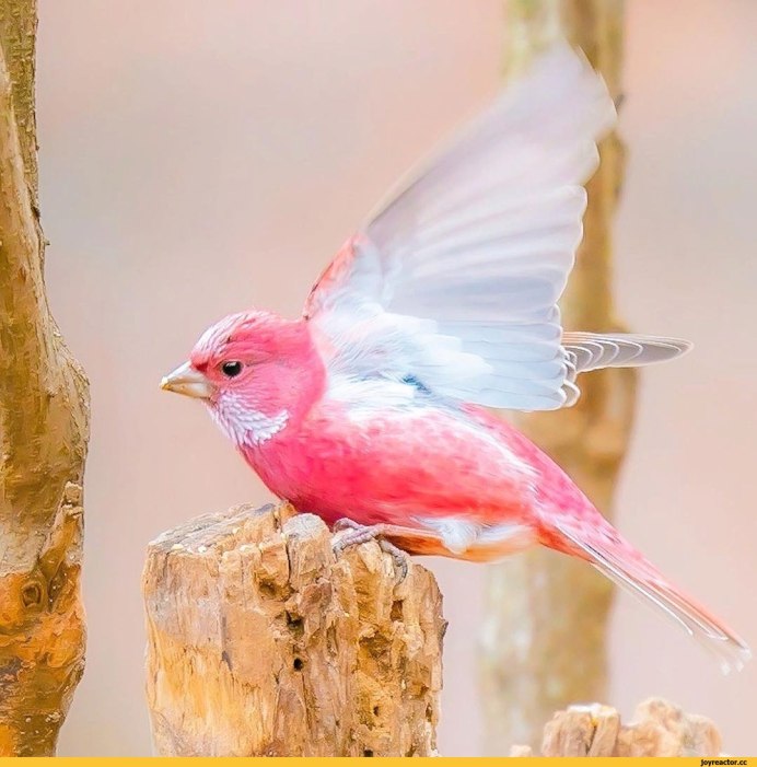 Домовый Воробей самка