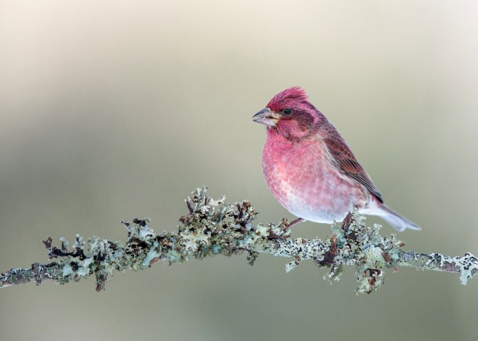 Птица с красным пятном на голове