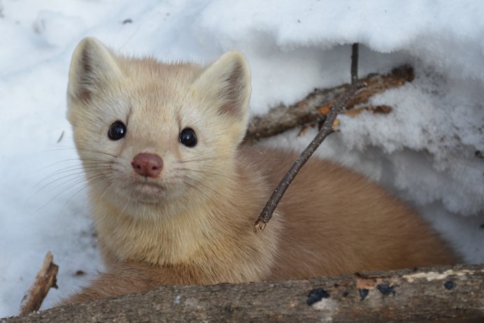 Горностай (Mustela erminea)