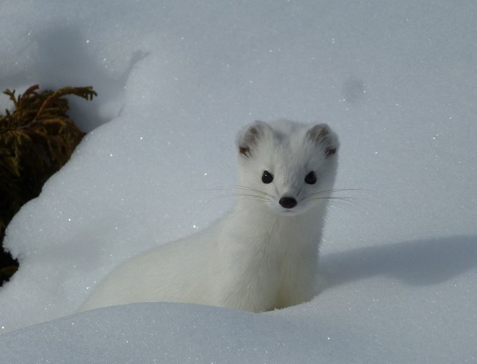 Ласка (Mustela nivalis)