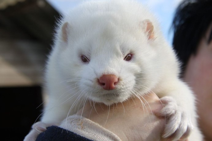 Горностай (Mustela erminea)