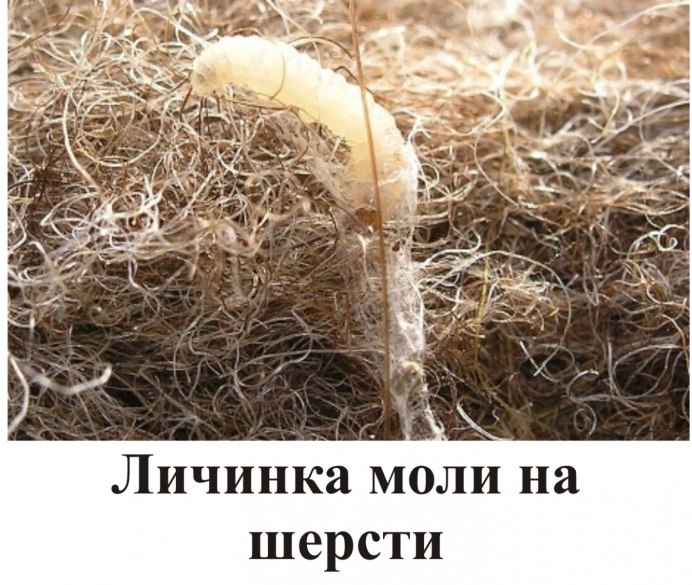 Гусеница Камышовой моли