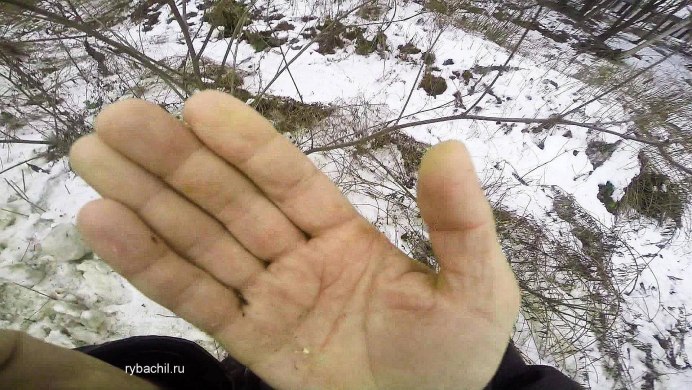 Личинка репейника