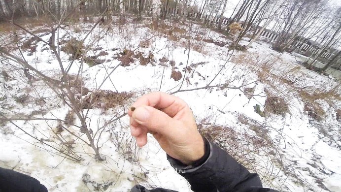 Репейная моль оранжевая