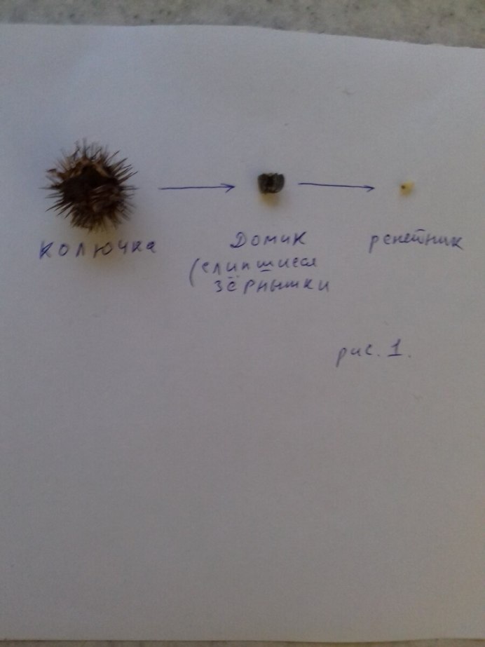 Личинка чернобыльника и репейника