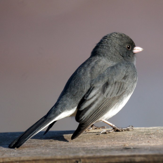 Dark-eyed Junco