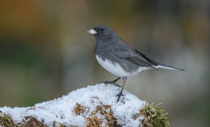 Junco hyemalis