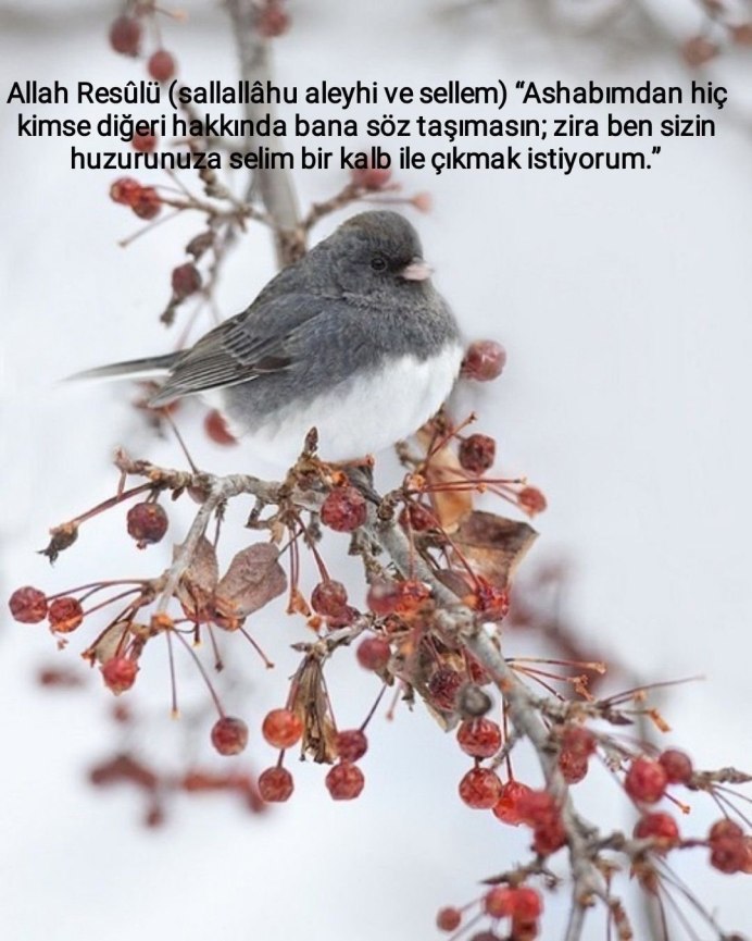 Темноглазый Юнко