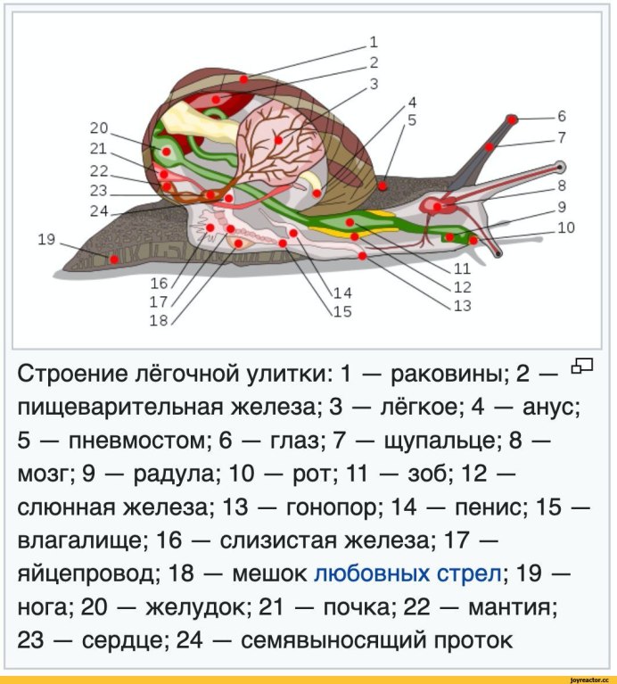 Строение водной улитки