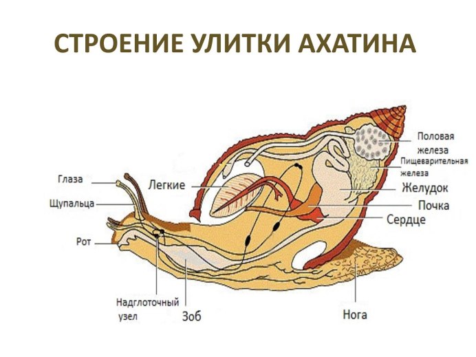 Улитки ахатины строение тела