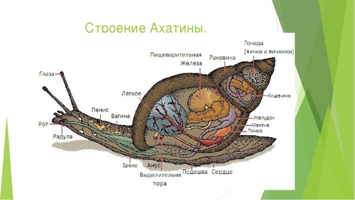 Улитки ахатины строение тела